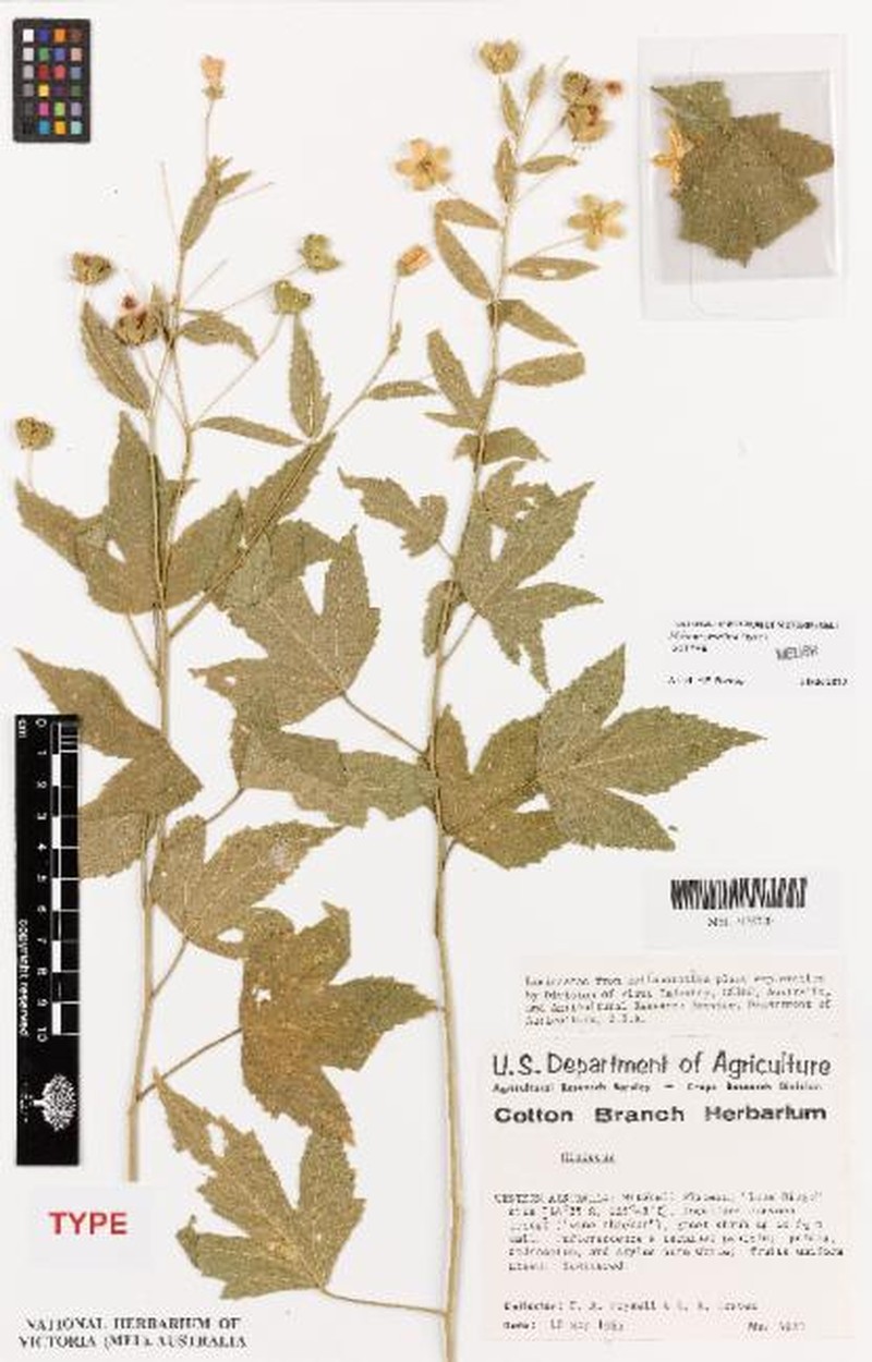 Hibiscus peralbus photo 4