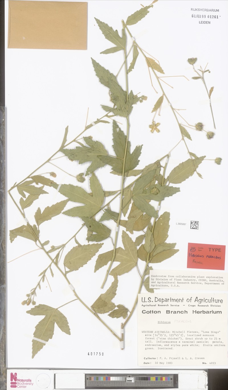 Hibiscus peralbus photo 5