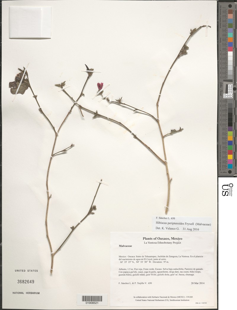 Hibiscus peripteroides