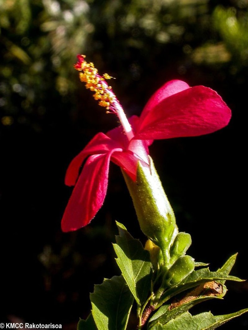 Hibiscus perrieri photo 3