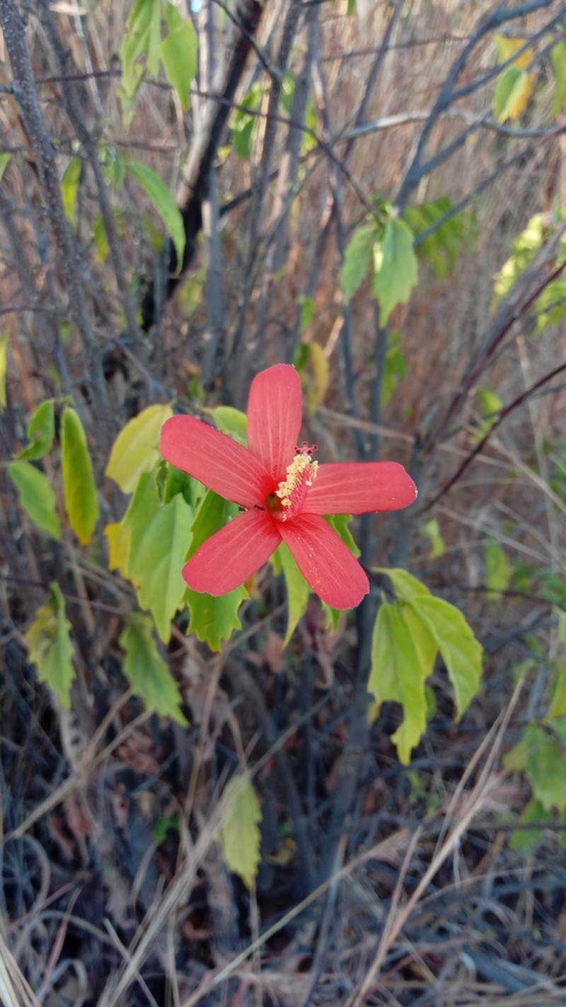 Hibiscus perrieri photo 4