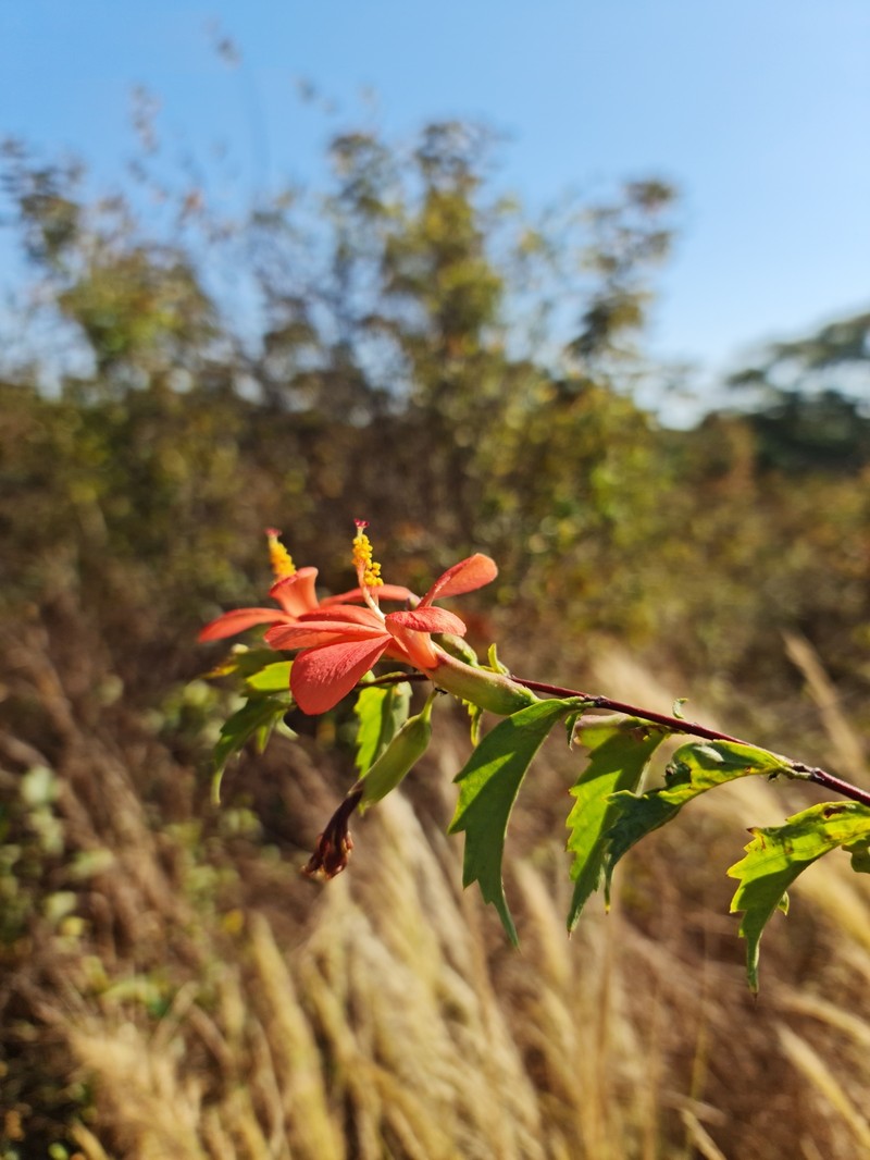 Hibiscus perrieri photo 5
