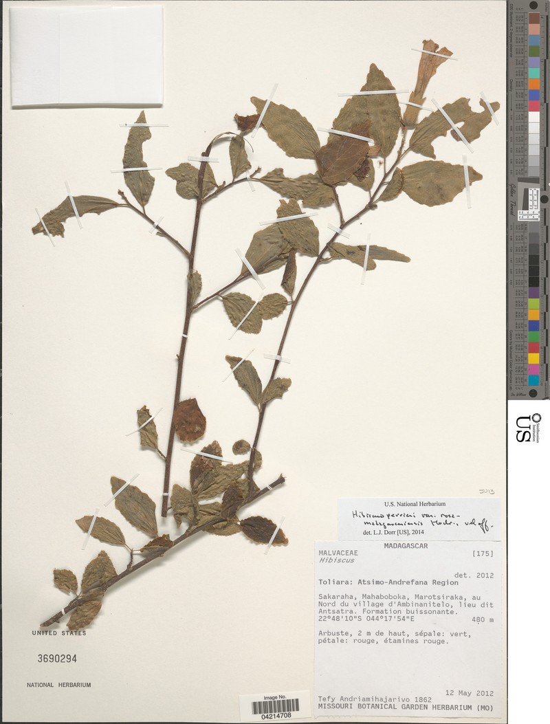 Hibiscus perrieri var. rosa-madagascariensis