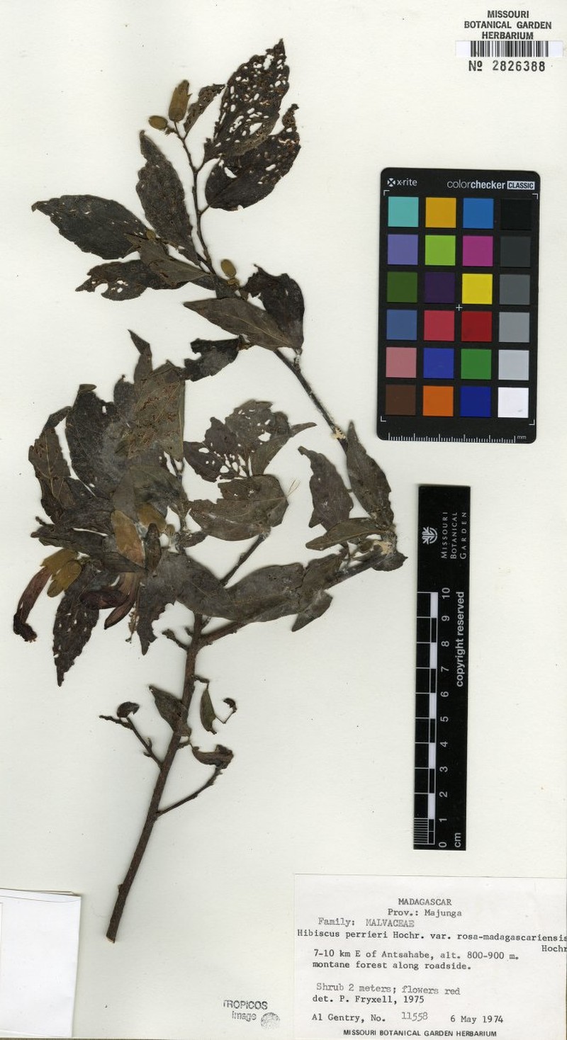 Hibiscus perrieri var. rosa-madagascariensis photo 2