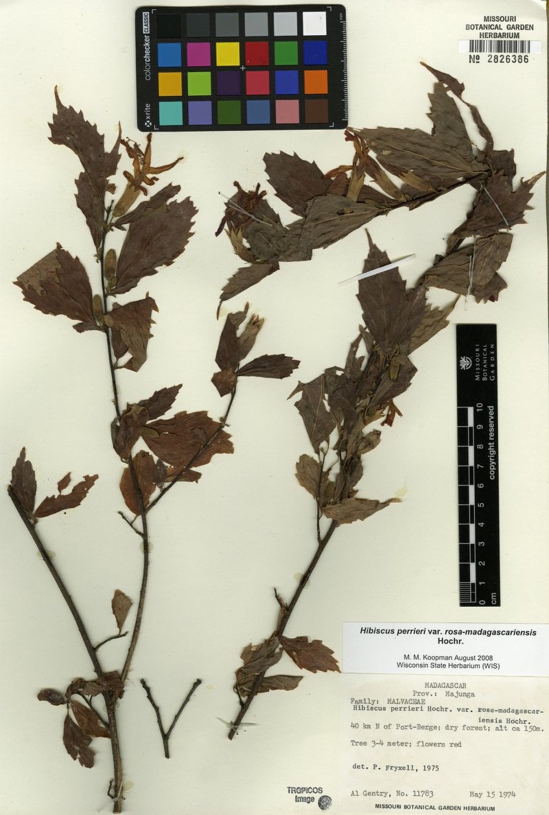 Hibiscus perrieri var. rosa-madagascariensis photo 3
