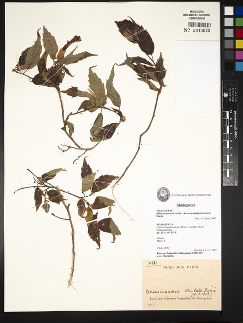 Hibiscus perrieri var. rosa-madagascariensis photo 4