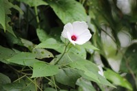 Hibiscus peruvianus