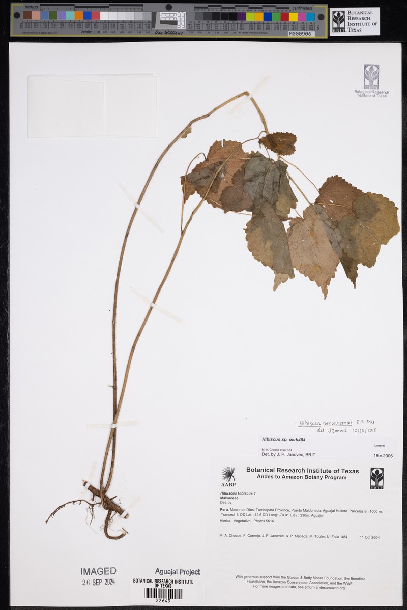 Hibiscus peruvianus photo 2
