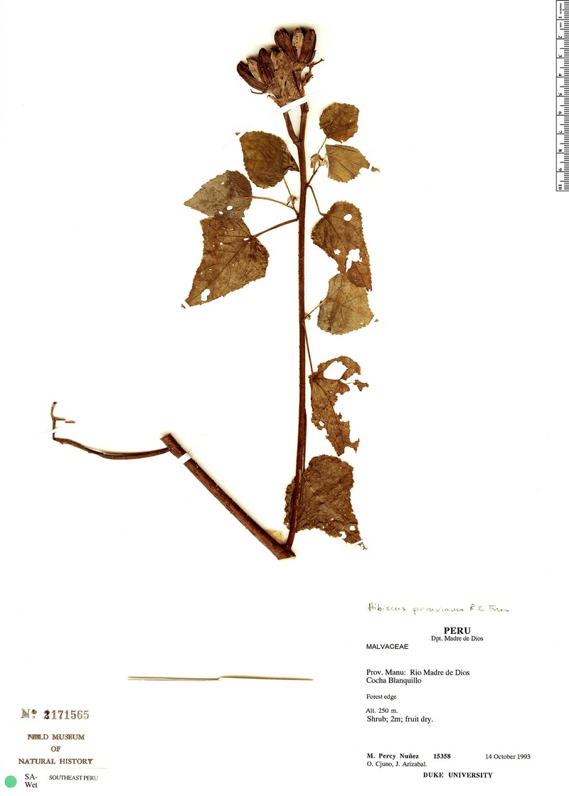Hibiscus peruvianus photo 3