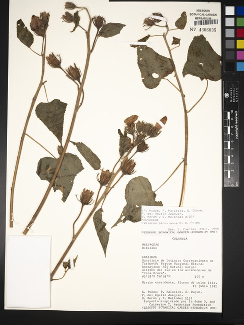 Hibiscus peruvianus photo 4