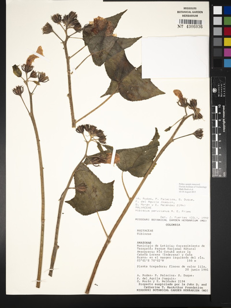 Hibiscus peruvianus photo 5
