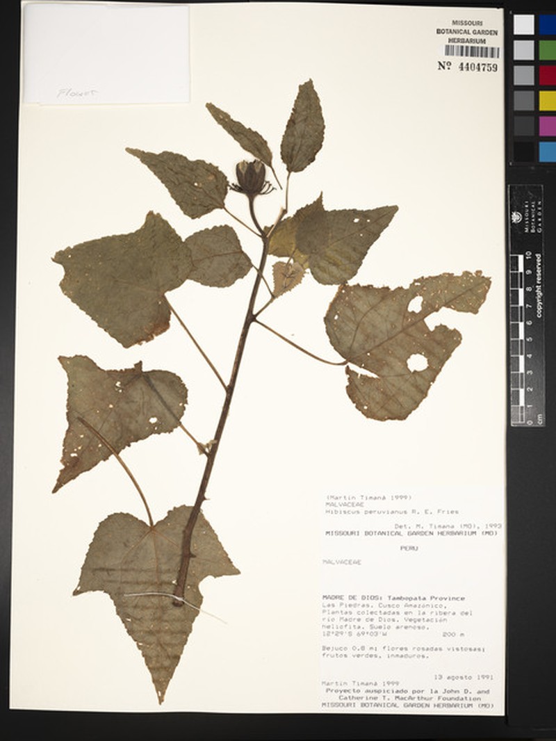 Hibiscus peruvianus photo 6