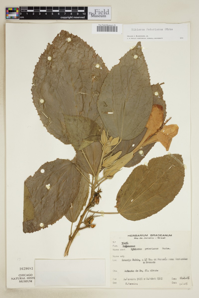 Hibiscus peterianus