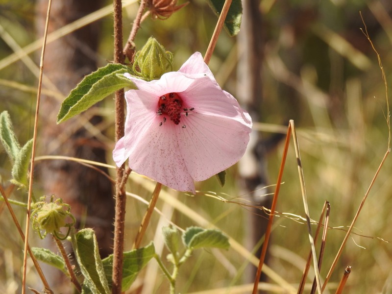 Hibiscus petherickii