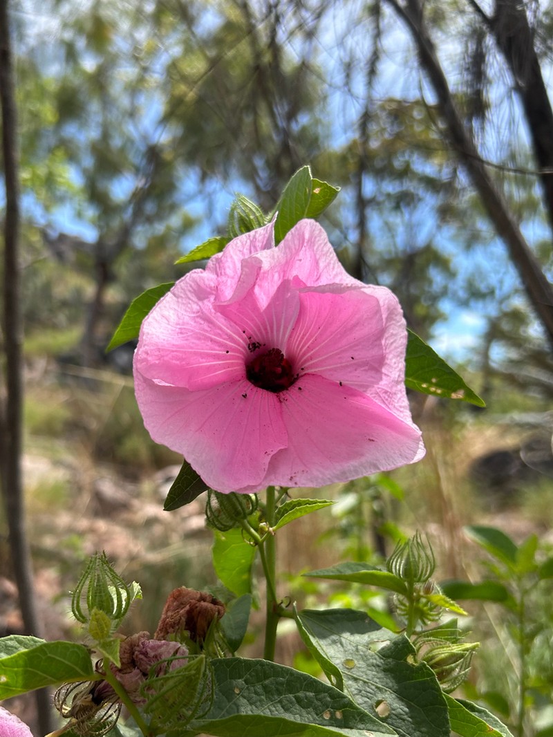 Hibiscus petherickii photo 2