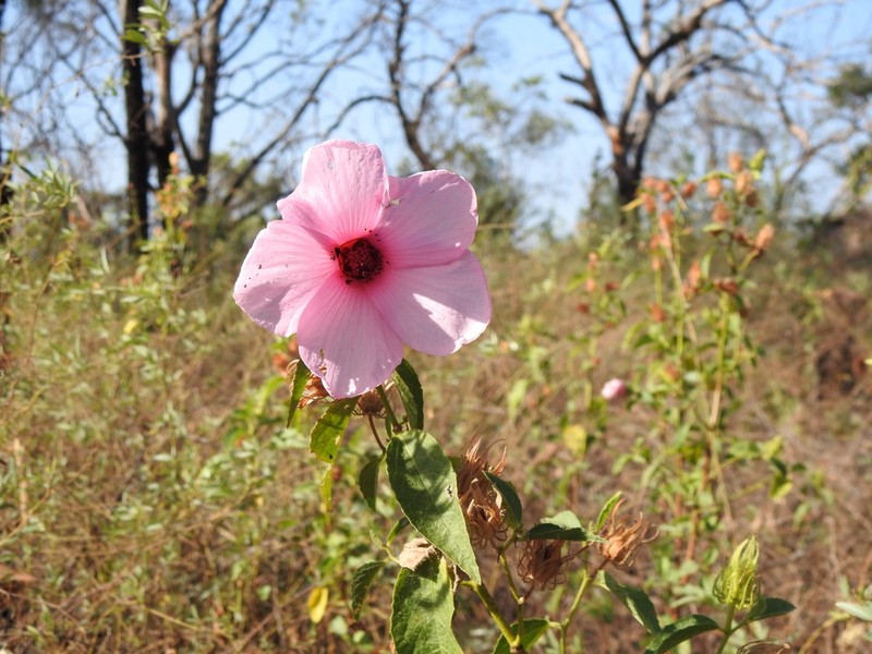 Hibiscus petherickii photo 3