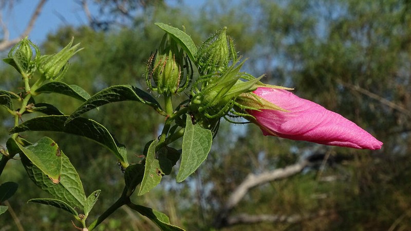 Hibiscus petherickii photo 4