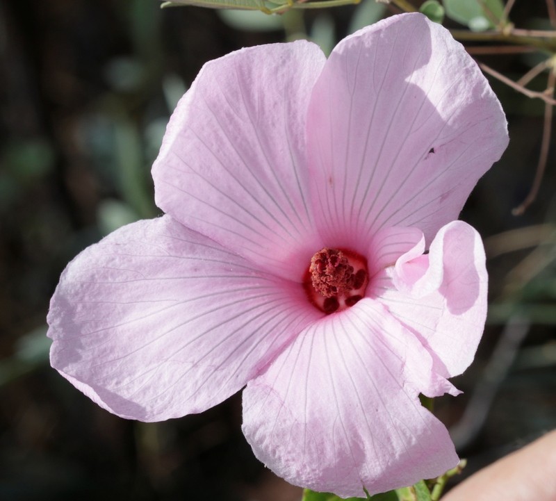 Hibiscus petherickii photo 5