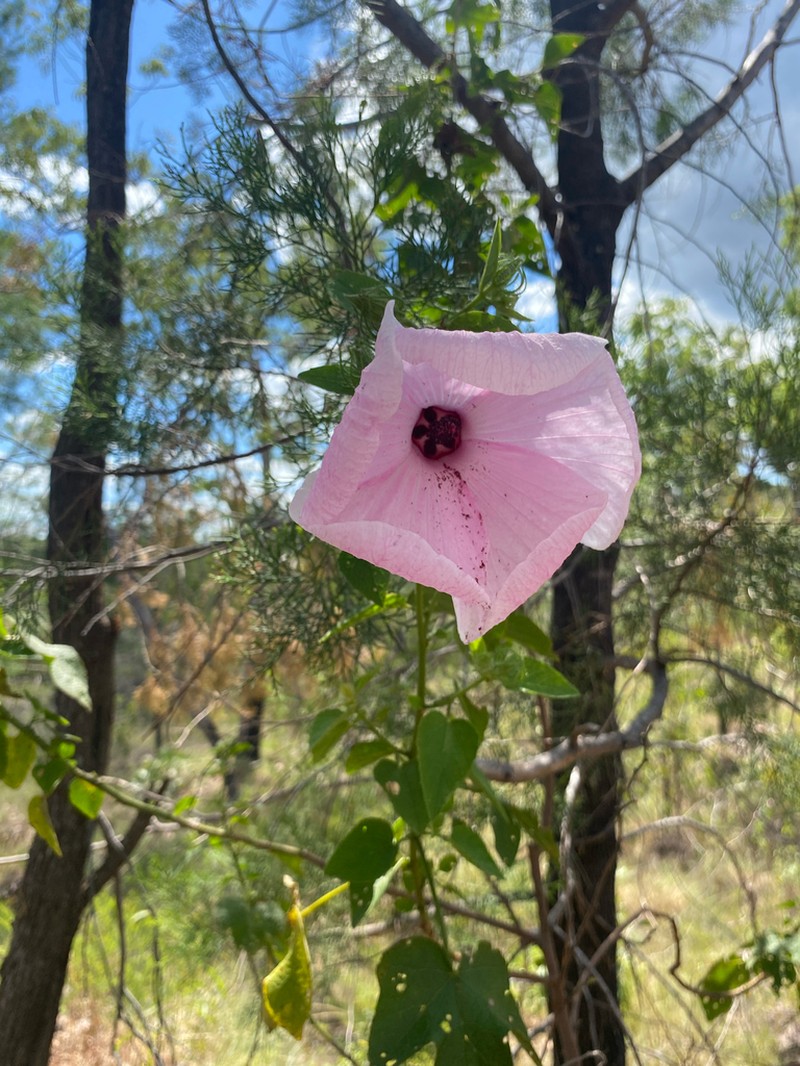Hibiscus petherickii photo 6