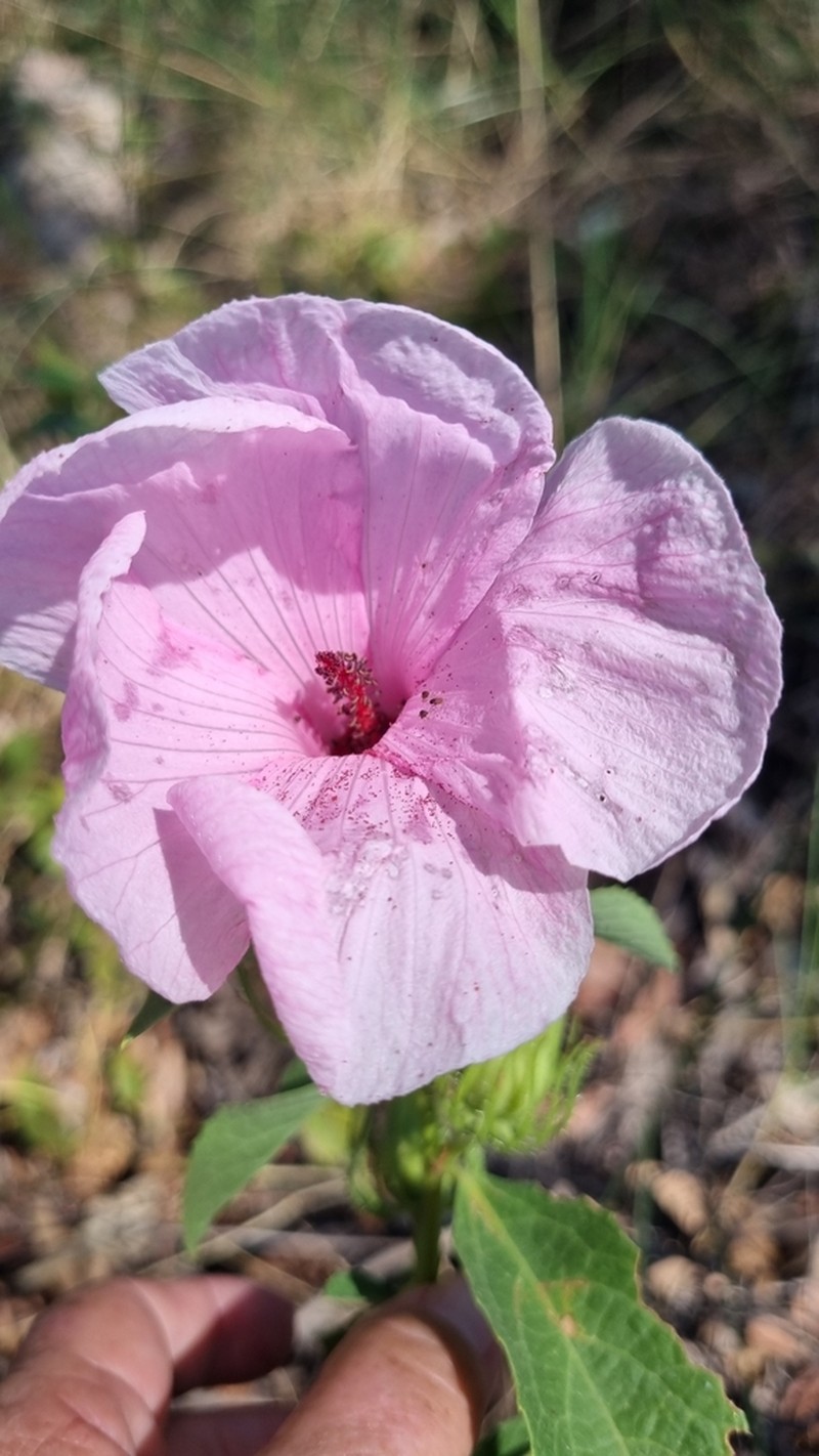 Hibiscus petherickii photo 7