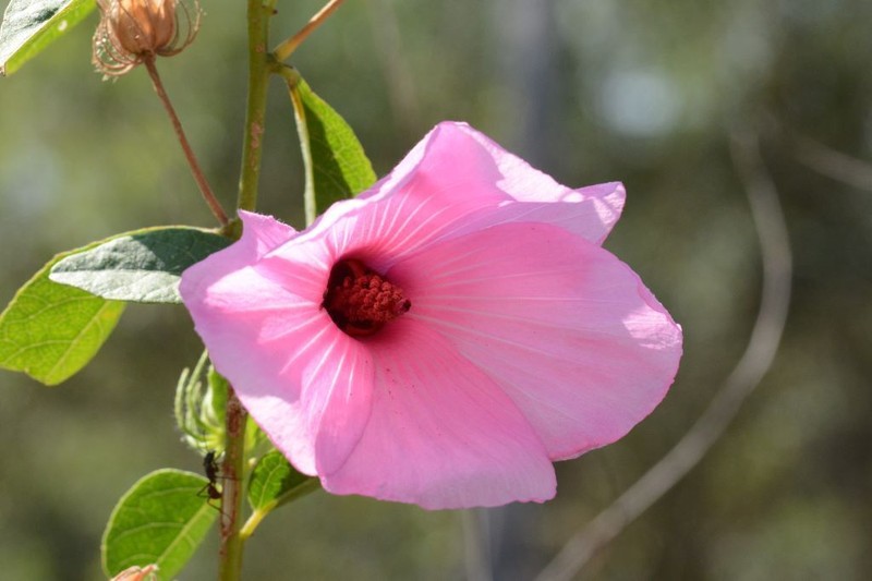 Hibiscus petherickii photo 8