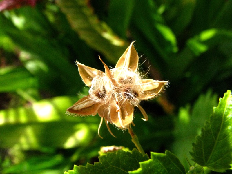Brazilian Rosemallow photo 2