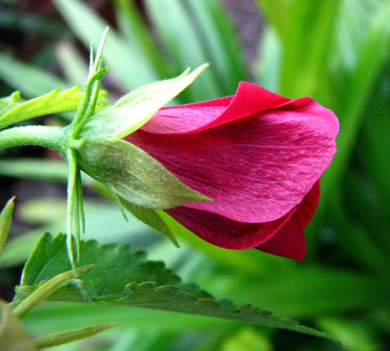 Brazilian Rosemallow photo 3