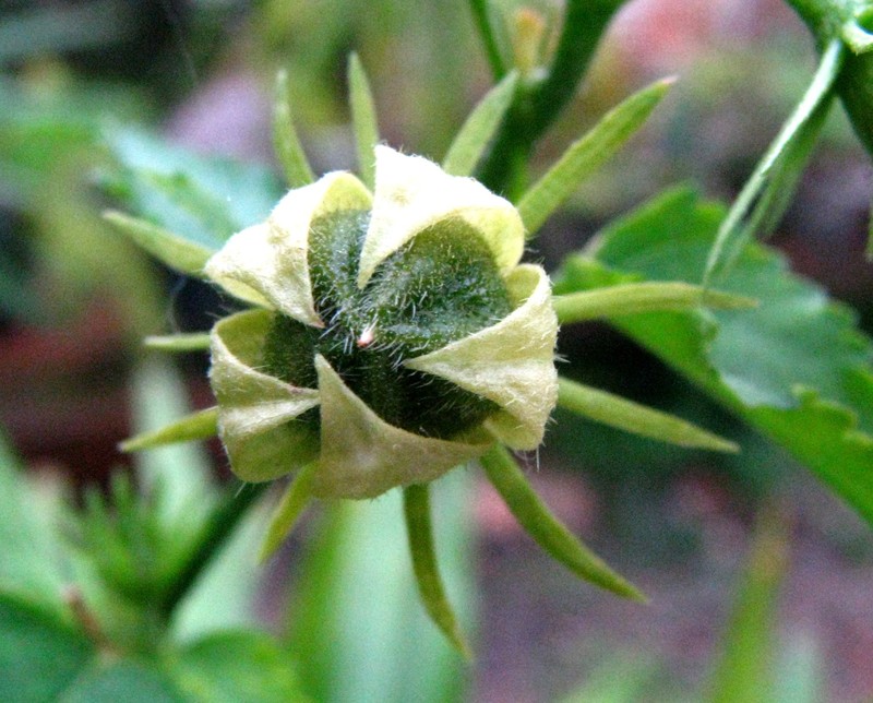 Brazilian Rosemallow photo 4