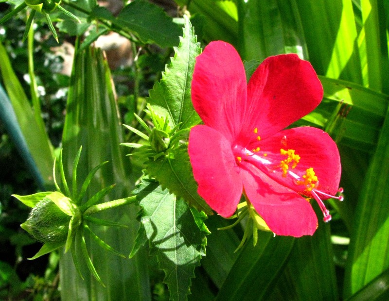 Brazilian Rosemallow photo 5