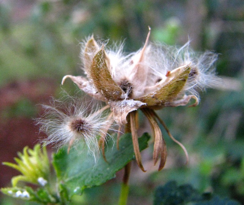 Brazilian Rosemallow photo 6