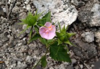 Brazilian Rosemallow