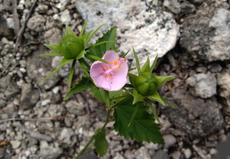 Brazilian Rosemallow