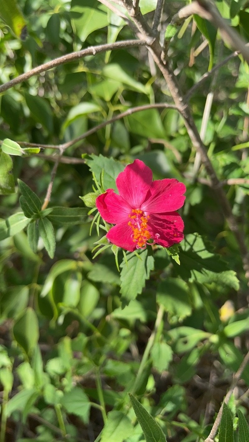 Brazilian Rosemallow photo 2