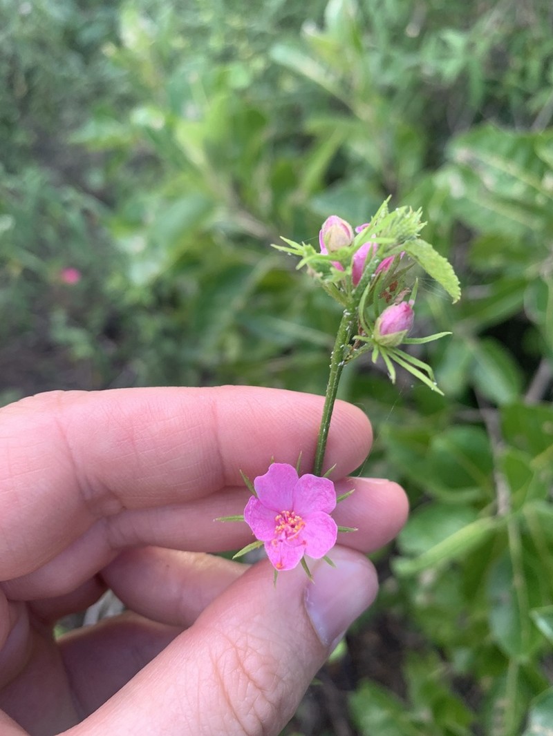 Brazilian Rosemallow photo 3