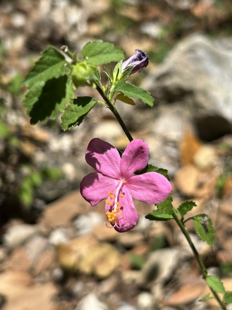 Brazilian Rosemallow photo 4