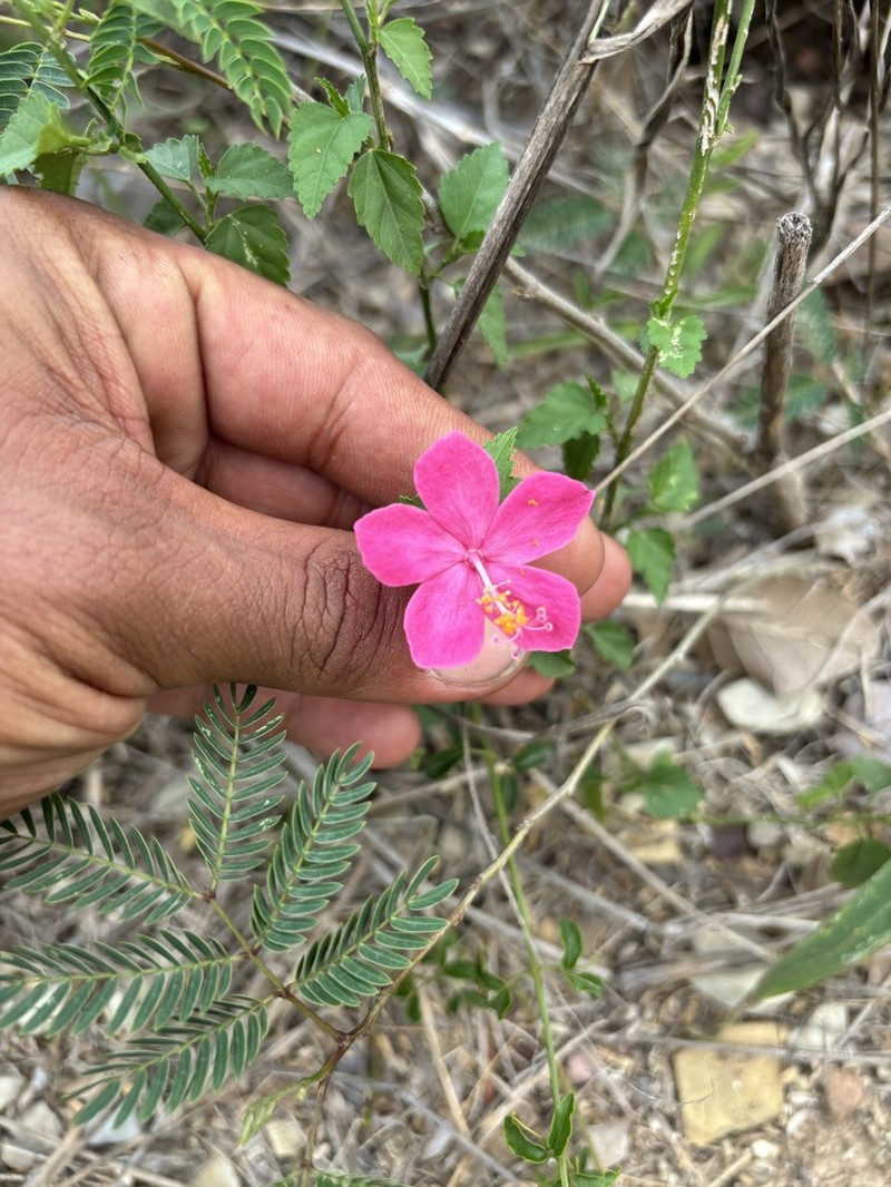 Brazilian Rosemallow photo 5