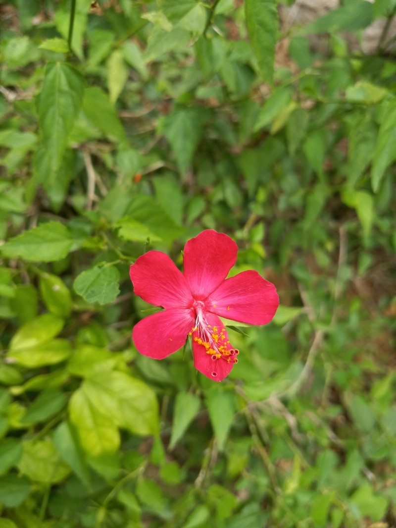 Brazilian Rosemallow photo 6