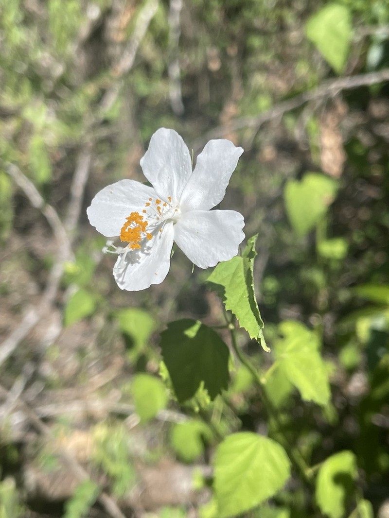 Brazilian Rosemallow photo 7