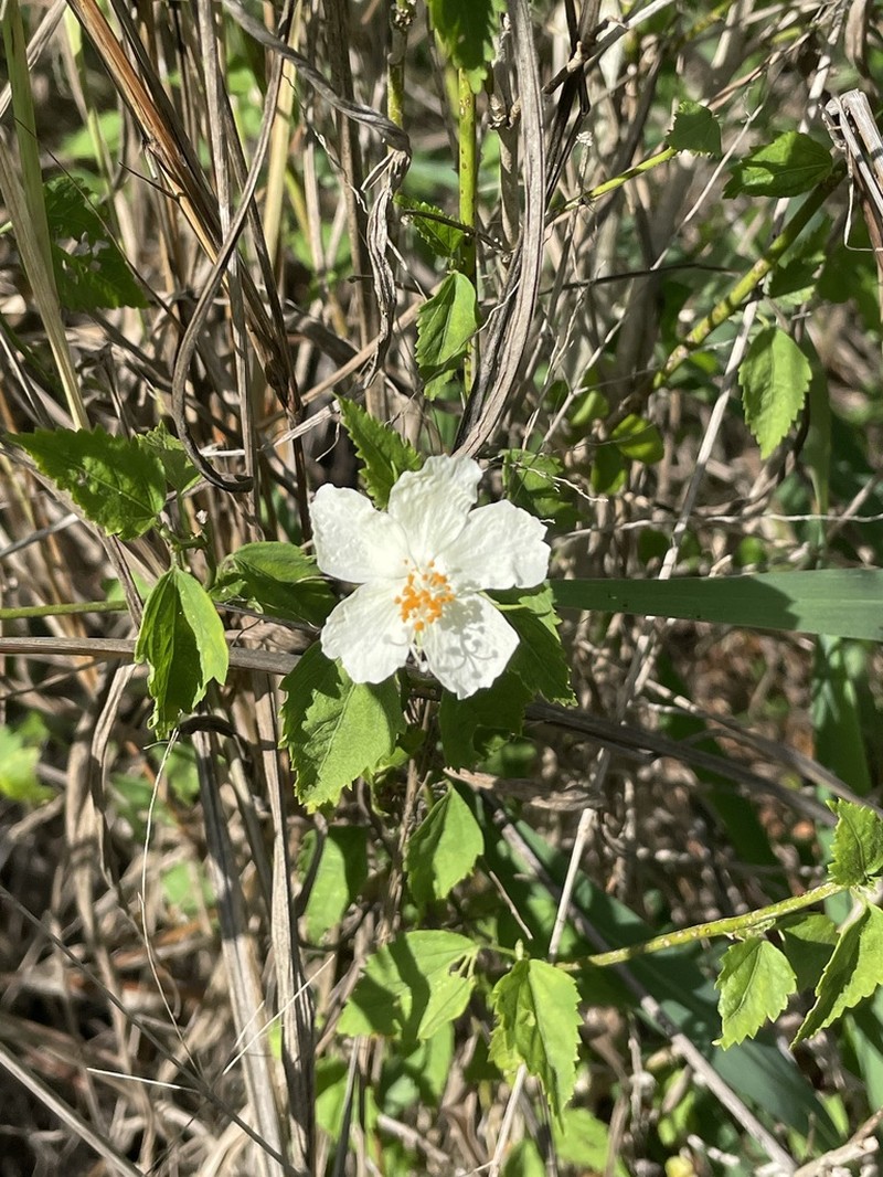 Brazilian Rosemallow photo 8