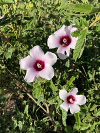 Hibiscus phyllochlaenus