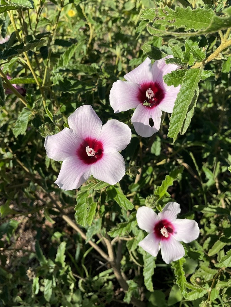 Hibiscus phyllochlaenus
