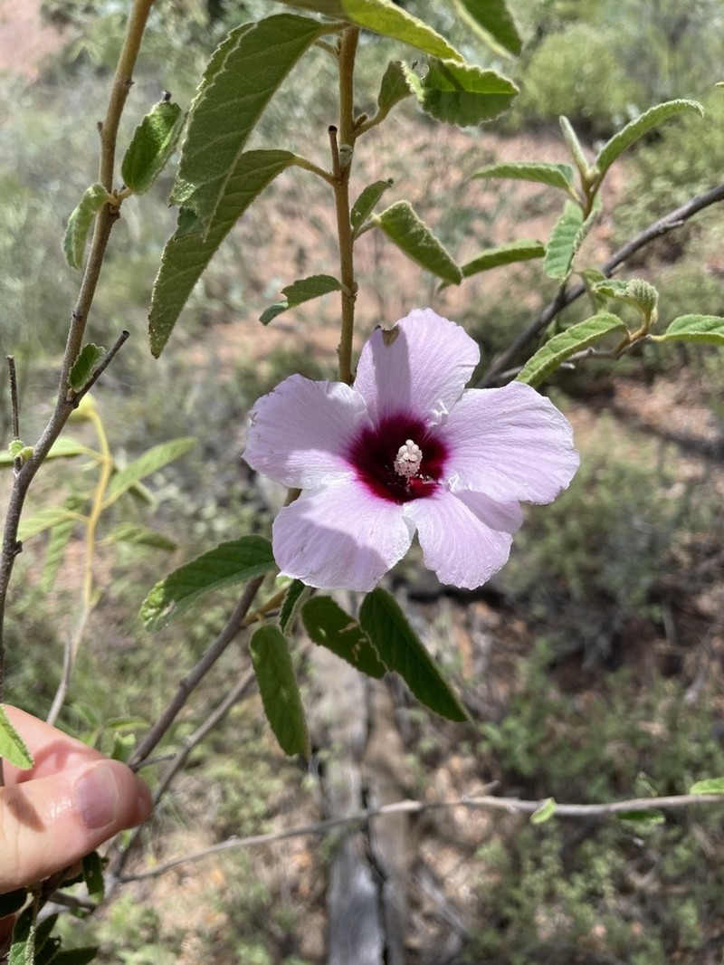 Hibiscus phyllochlaenus photo 2