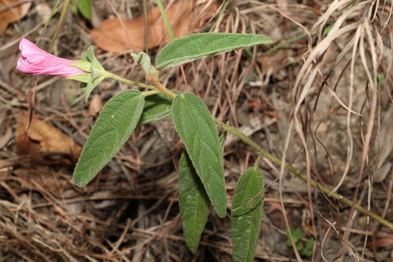 Hibiscus phyllochlaenus photo 3