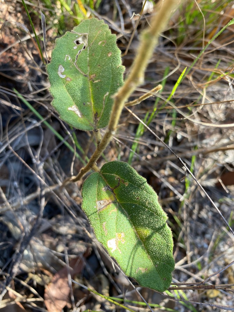 Hibiscus phyllochlaenus photo 4