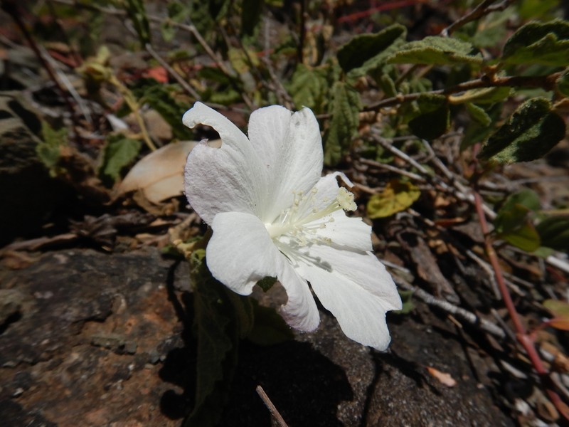 Hibiscus phyllochlaenus photo 5