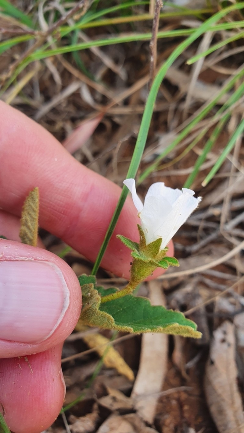 Hibiscus phyllochlaenus photo 6