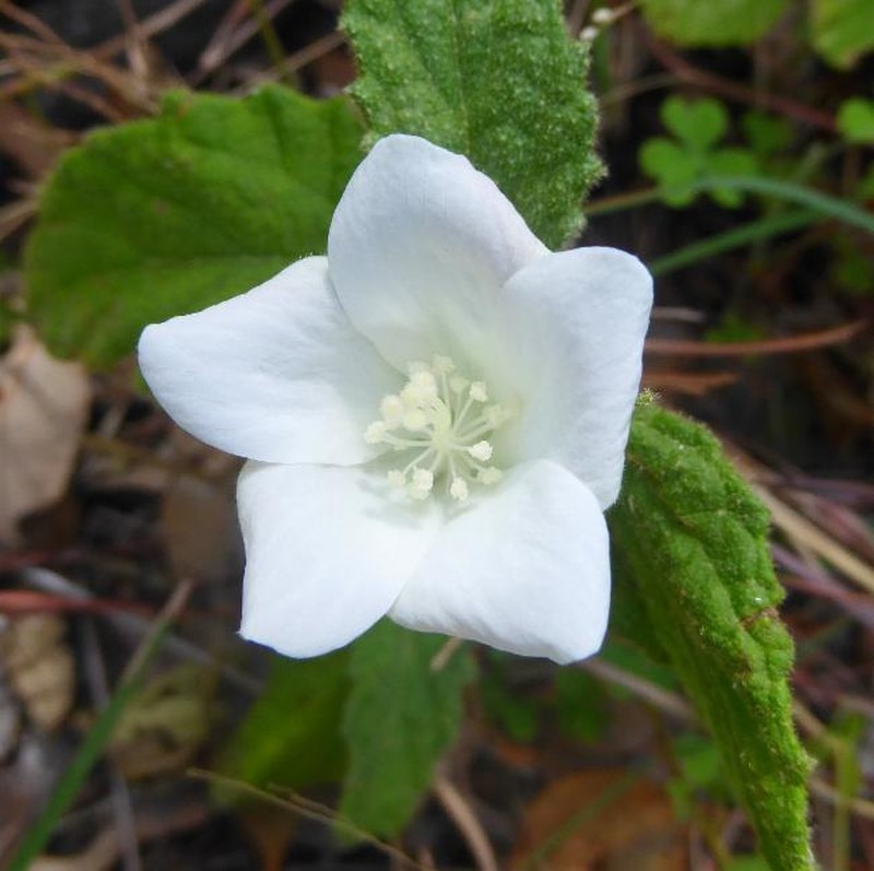 Hibiscus phyllochlaenus photo 8