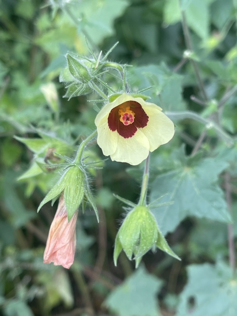 Hibiscus physaloides