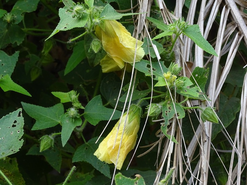 Hibiscus physaloides photo 2