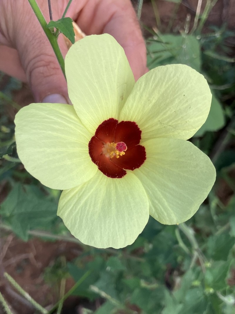 Hibiscus physaloides photo 3